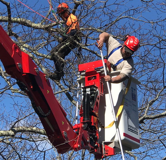 Arborists trimming tree in bucket lift